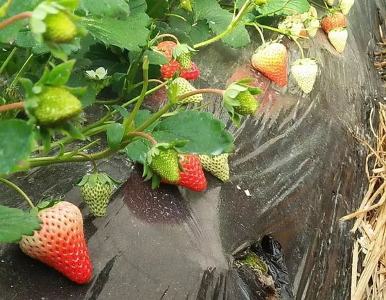 Best NPK fertilizer for strawberry