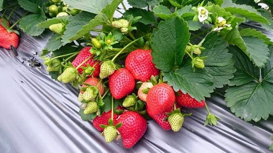 Best NPK fertilizer for strawberry