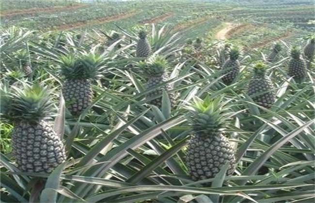 Best NPK fertilizer for pineapple