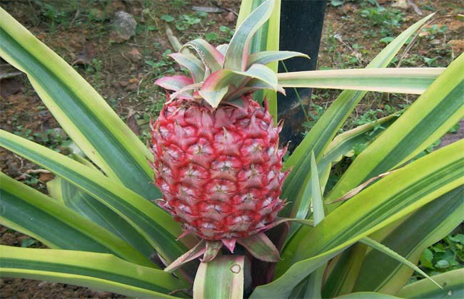 Best NPK fertilizer for pineapple