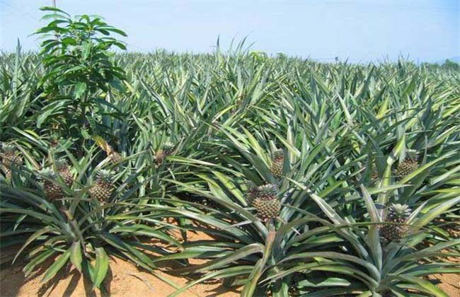 Best NPK fertilizer for pineapple