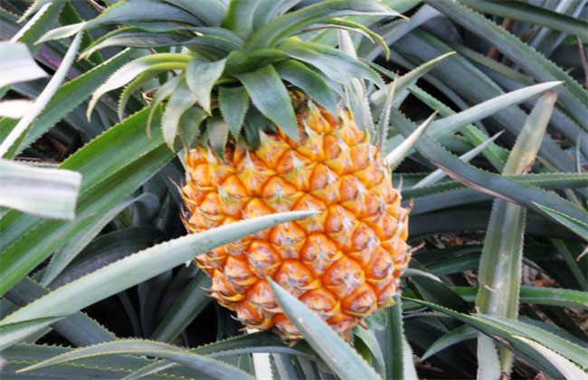 Best NPK fertilizer for pineapple