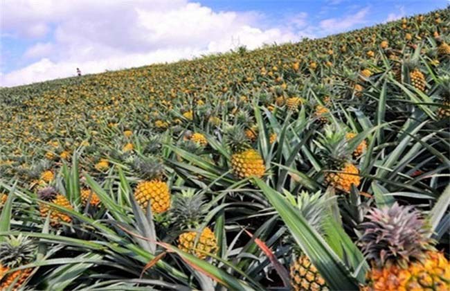 Best NPK fertilizer for pineapple