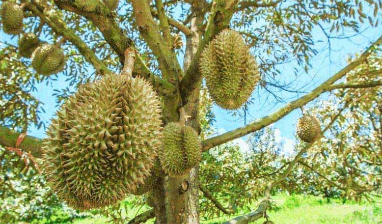 Best NPK fertilizer for Durian
