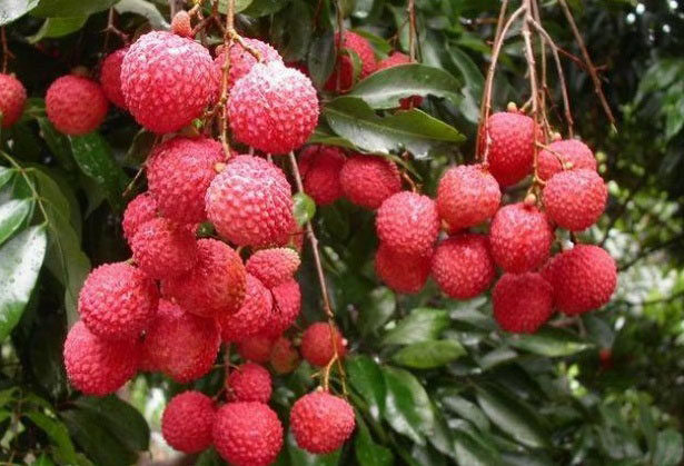 Best NPK fertilizer for litchi