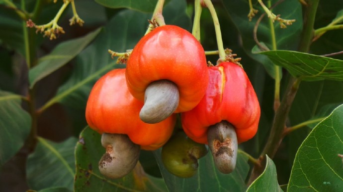 Best NPK fertilizer for Cashew fruit tree