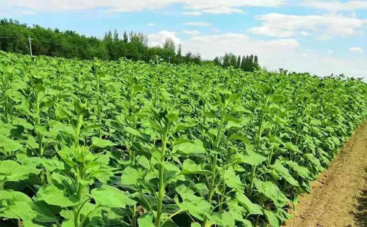 Best NPK fertilizer for Sunflower