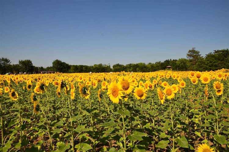 Best NPK fertilizer for Sunflower