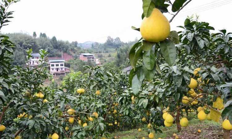 Best NPK fertilizer for Grapefruit tree