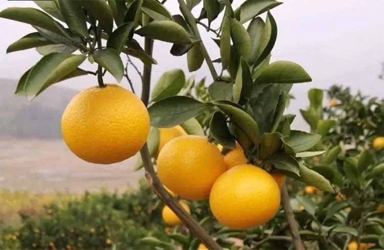 Best NPK fertilizer for Grapefruit tree