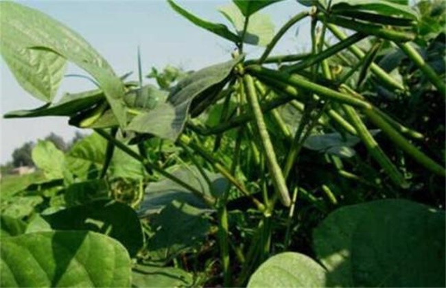Best NPK fertilizer for Mung bean