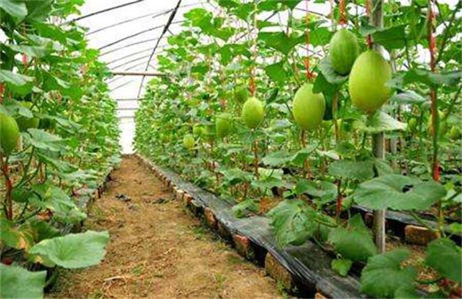 Best NPK fertilizer for Hami melon