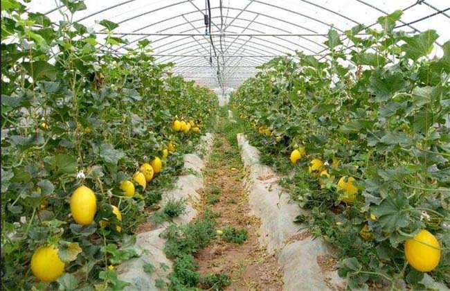 Best NPK fertilizer for Hami melon