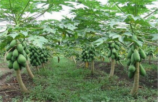 Best NPK fertilizer for Papaya tree