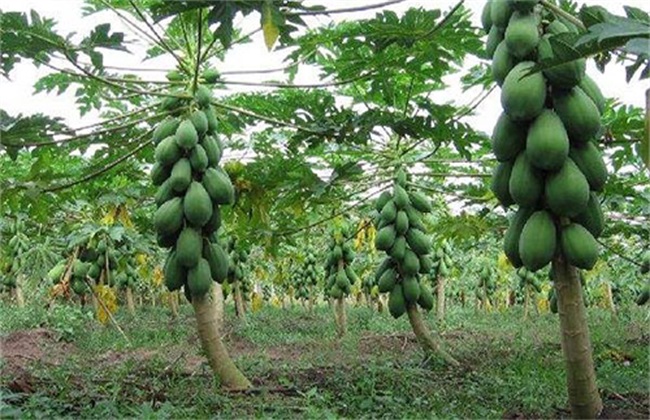 Best NPK fertilizer for Papaya tree