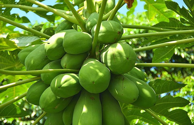 Best NPK fertilizer for Papaya tree