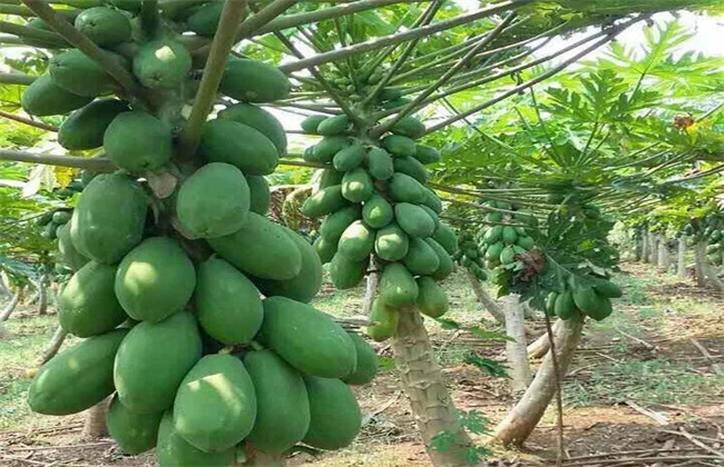 Best NPK fertilizer for Papaya tree