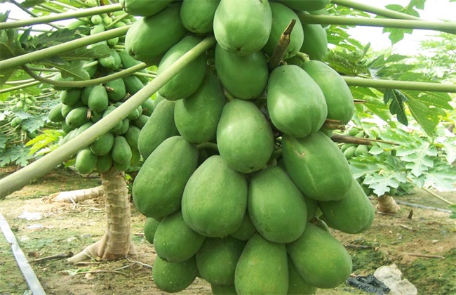 Best NPK fertilizer for Papaya tree