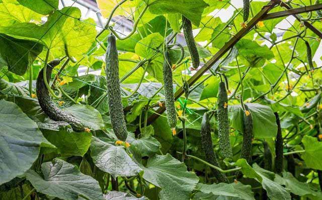 Best NPK fertilizer for cucumber