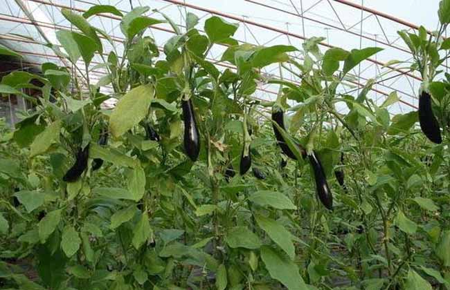 Best NPK fertilizer for eggplant