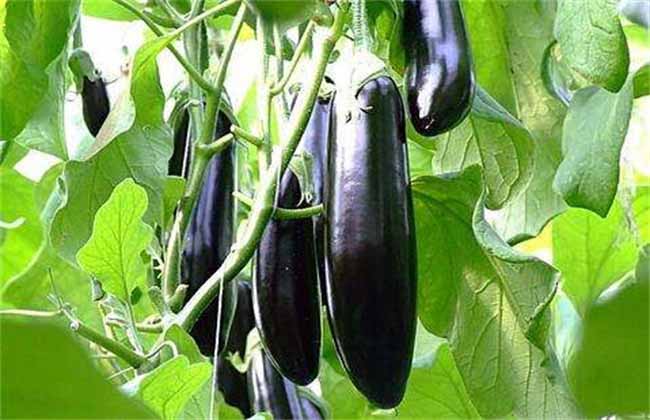 Best NPK fertilizer for eggplant
