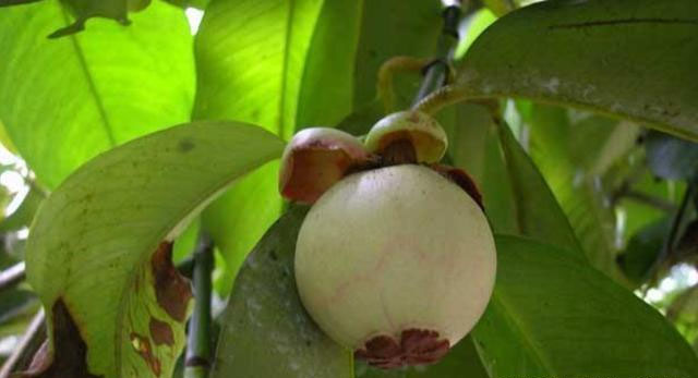 Best NPK fertilizer for Mangosteen