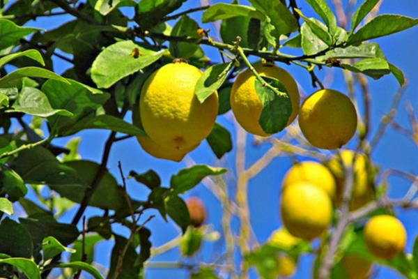 Best NPK fertilizer for lemon
