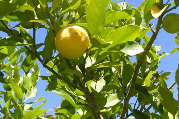 Best NPK fertilizer for lemon