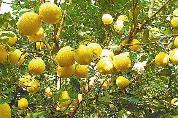 Best NPK fertilizer for lemon