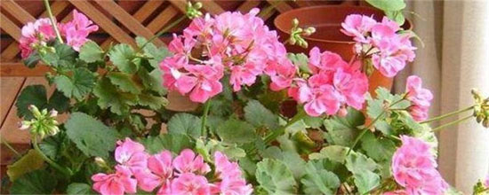 How to fertilize flowers