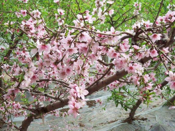 Best NPK fertilizer for peach tree