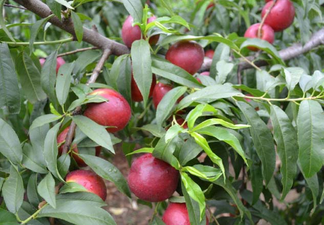 Best NPK fertilizer for peach tree