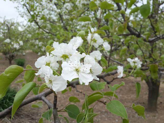 Best NPK fertilizer for Pear tree