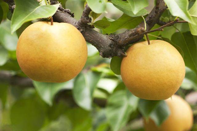 Best NPK fertilizer for Pear tree