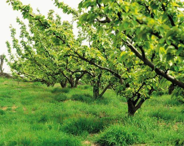 Best NPK fertilizer for apricot tree