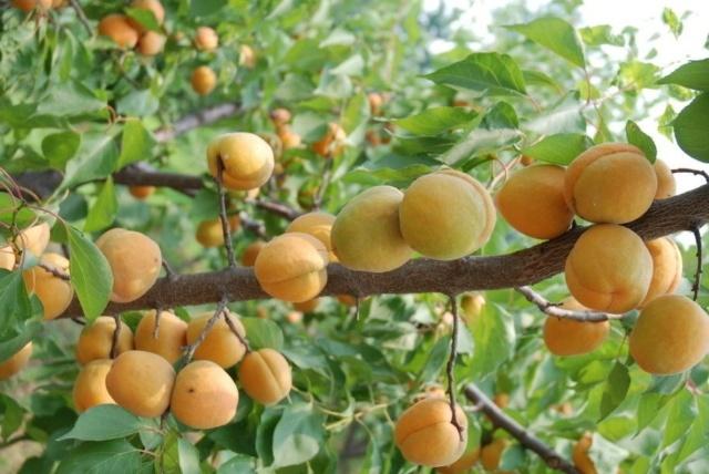 Best NPK fertilizer for apricot tree