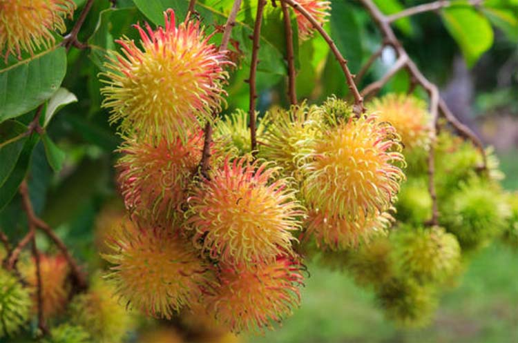 Best NPK fertilizer for Rambutan tree