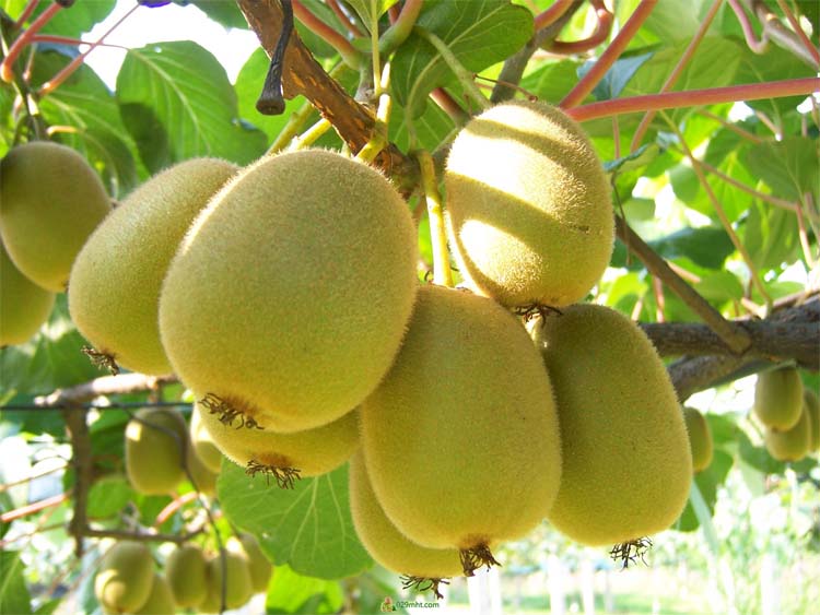 Best NPK fertilizer for kiwi fruit