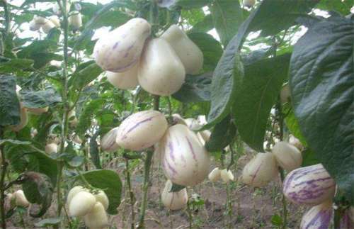 Best NPK fertilizer for Ginseng fruit