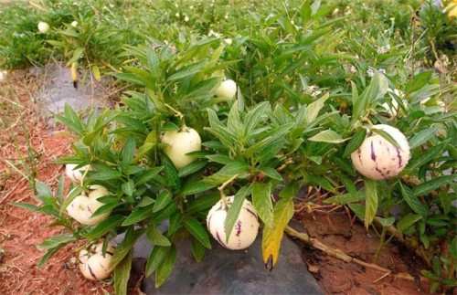 Best NPK fertilizer for Ginseng fruit