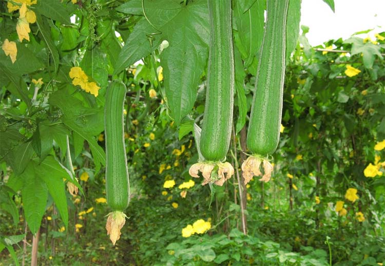 Best NPK fertilizer for Towel gourd