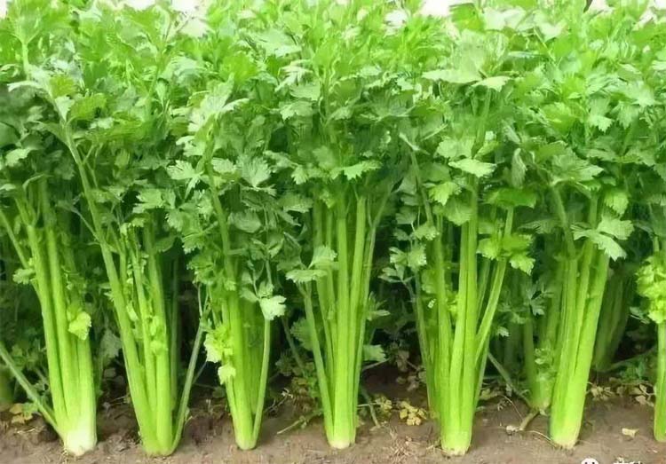 Best NPK fertilizer for Celery