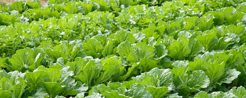 Best NPK fertilizer for Chinese cabbage