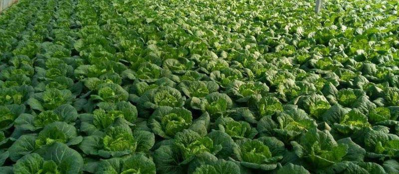 Best NPK fertilizer for Chinese cabbage