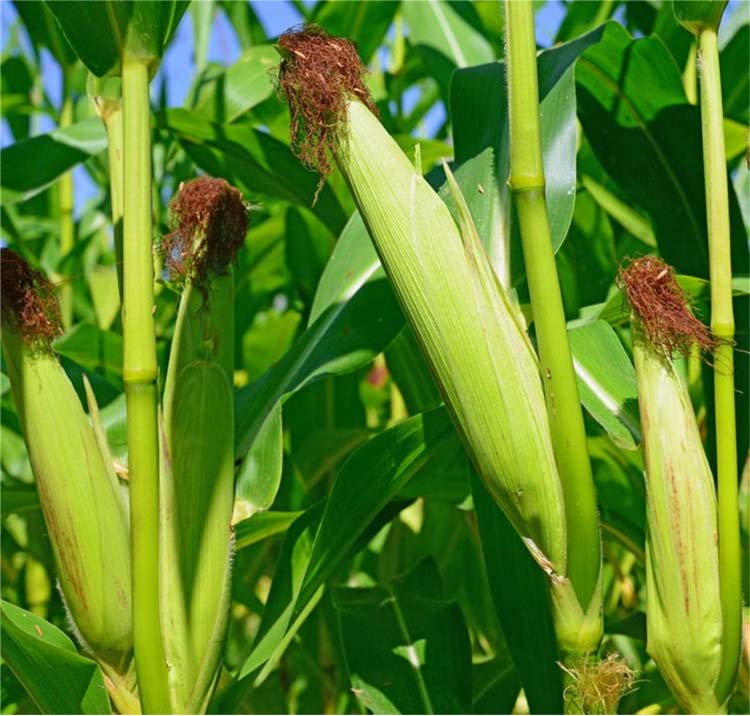 Main points of corn trumpet period management