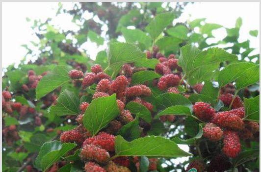 Essentials of Mulberry Summer Management