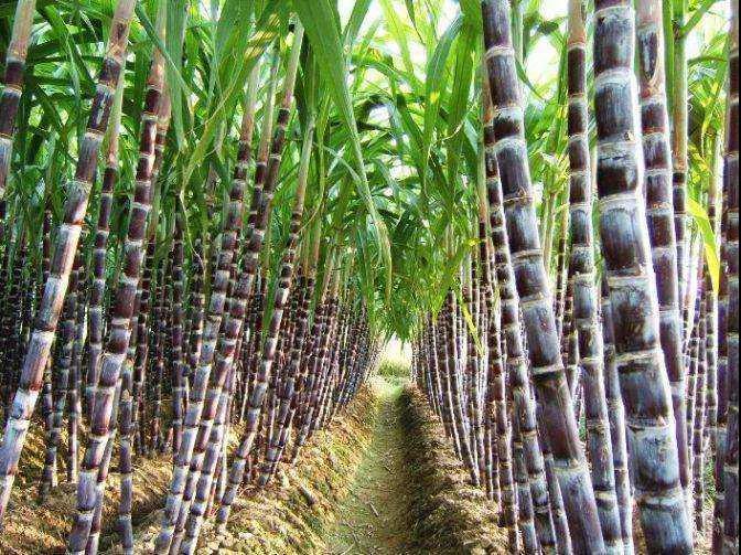 Key Points of Fertilizer Management in Sugarcane Jointing Stage