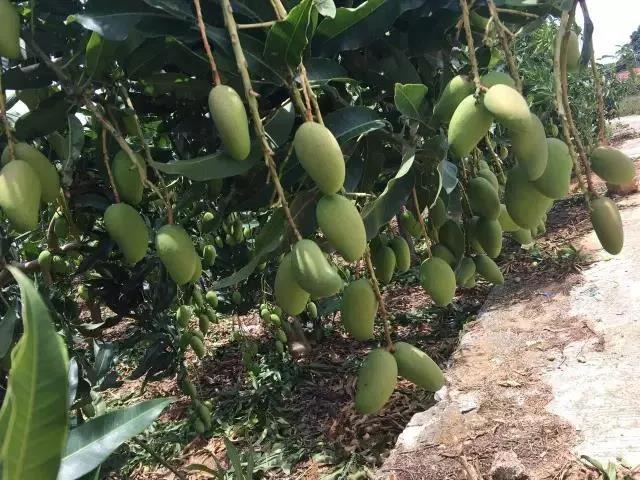 Key Points of Mango Shoot Growth Management