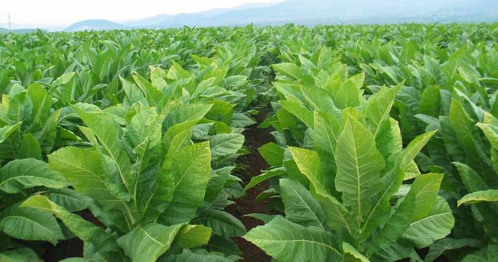 Key points of tobacco fertilizer management in summer