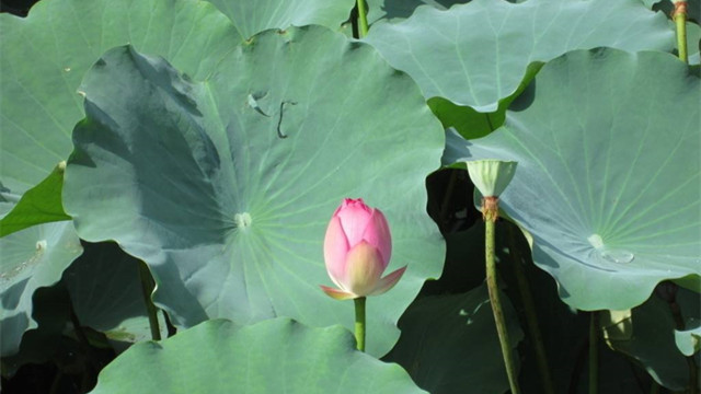 Best NPK fertilizer for lotus